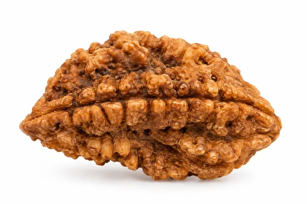 1_Mukhi_Rudraksha_–_Shiva_Consciousness_&_Spiritual_Awakening_Bead