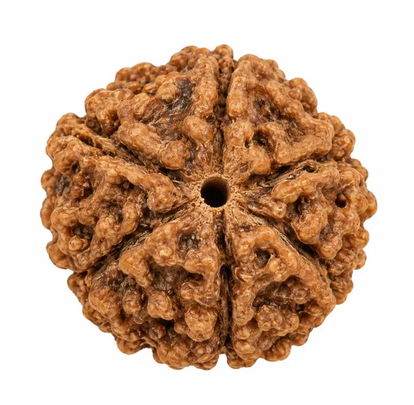 6_Mukhi_Rudraksha_–_Kartikeya_Courage,_Focus_&_Willpower_Sacred_Bead