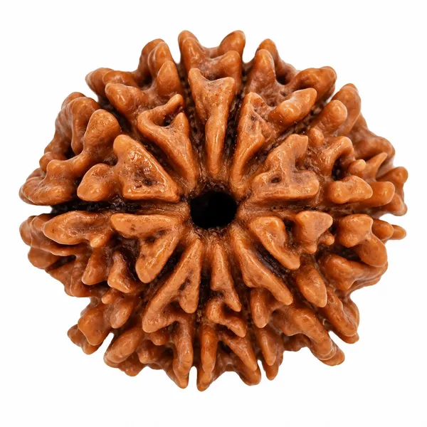 10_Mukhi_Rudraksha_–_Lord_Vishnu_Protection_&_Spiritual_Balance_Sacred_Bead