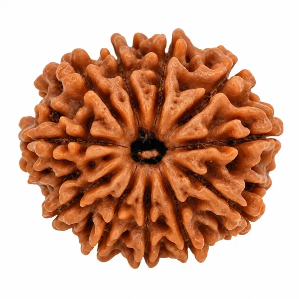 11_Mukhi_Rudraksha_â€“_Ekadash_Rudra,_Courage_&_Shiva_Protection_Bead
