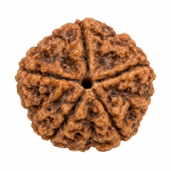 5_Mukhi_Rudraksha_–_Wisdom_&_Inner_Peace_Bead