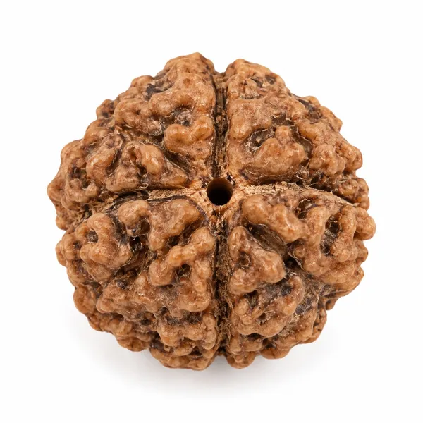 4_Mukhi_Rudraksha_–_Knowledge,_Focus_&_Spiritual_Growth