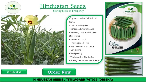 Okra_Namogro_Rudraksh_(100_GM)