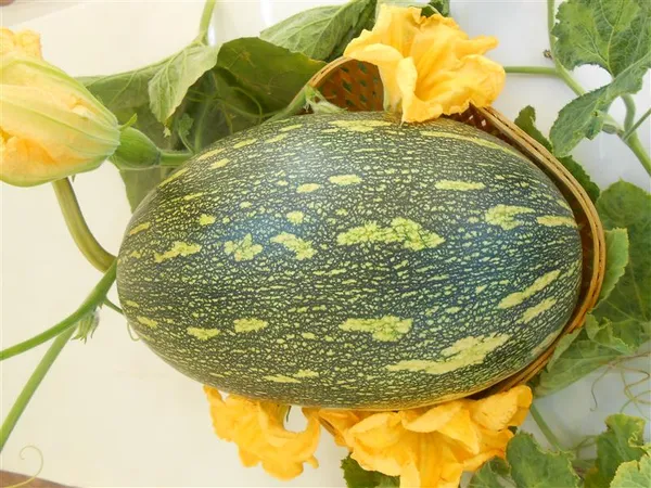 Pumpkin_Namogro_Niyati_(10_GM)