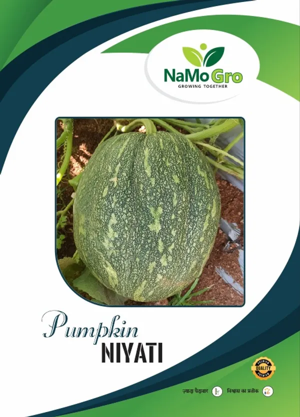Pumpkin_Namogro_Niyati_(10_GM)