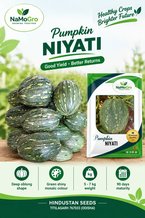 Pumpkin_Namogro_Niyati_(10_GM)