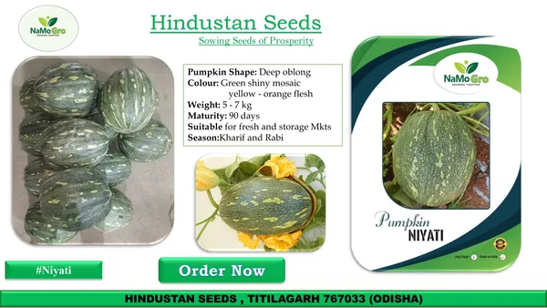 Pumpkin_Namogro_Niyati_(10_GM)