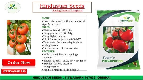 Tomato_Namogro_Purvansh_999_(10_GM)