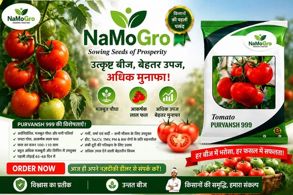 Tomato_Namogro_Purvansh_999_(10_GM)
