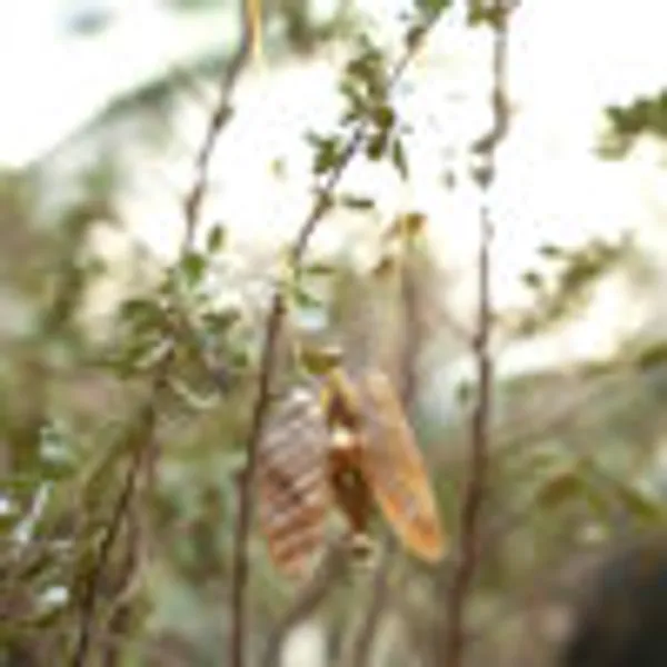 Shell_Butterfly_Pendant