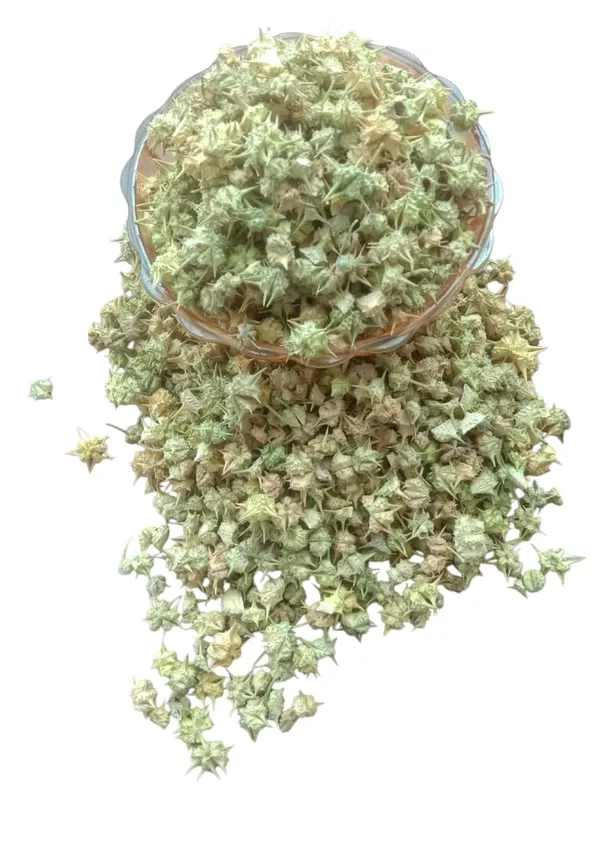 Tribulus_Terrestris_Seeds_Gokhru_chota