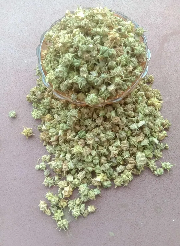 Tribulus_Terrestris_Seeds_Gokhru_chota