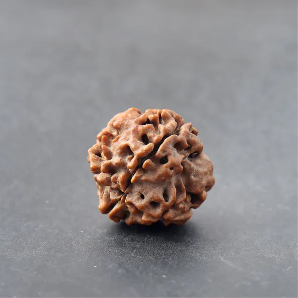 Siddh_4_Mukhi_Rudraksha_Bead_Energized_Nepal_Default_Title