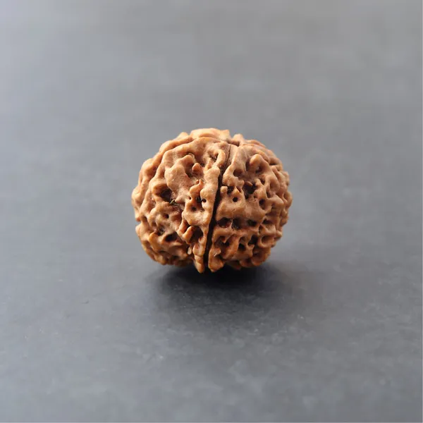 Siddh_4_Mukhi_Rudraksha_Bead_Energized_Nepal_Default_Title