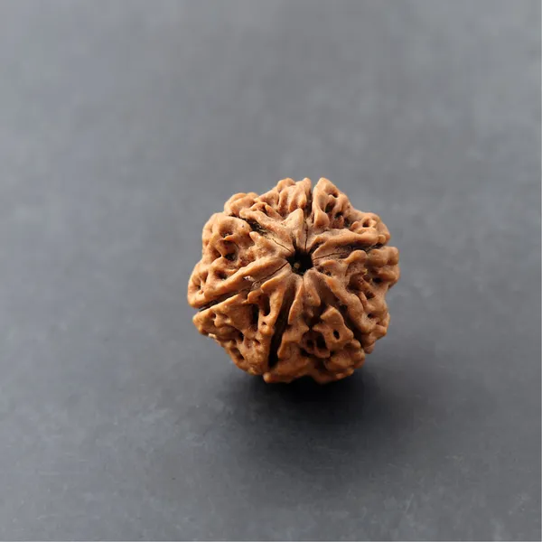 6_Mukhi_Rudraksha_Energized_Spiritual_Bead_Nepal_Default_Title