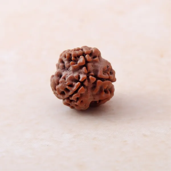 6_Mukhi_Rudraksha_Energized_Spiritual_Bead_Nepal_Default_Title