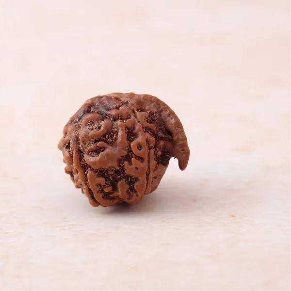 Ganesh_Mukhi_Rudraksha_Sacred_Energized_Prayer_Bead_Nepal_Default_Title