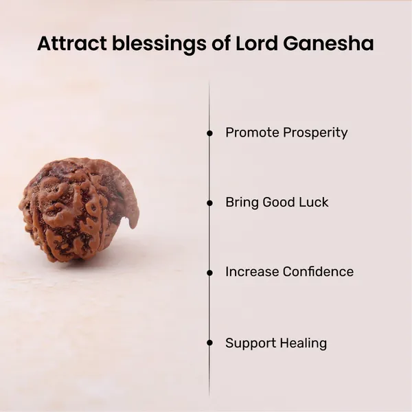Ganesh_Mukhi_Rudraksha_Sacred_Energized_Prayer_Bead_Nepal_Default_Title