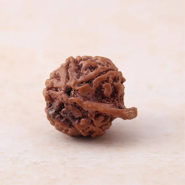 Ganesh_Mukhi_Rudraksha_Sacred_Energized_Prayer_Bead_Nepal_Default_Title