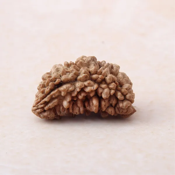 Siddh_1_Mukhi_Rudraksha_Energized_Spiritual_Bead_Nepal_Default_Title