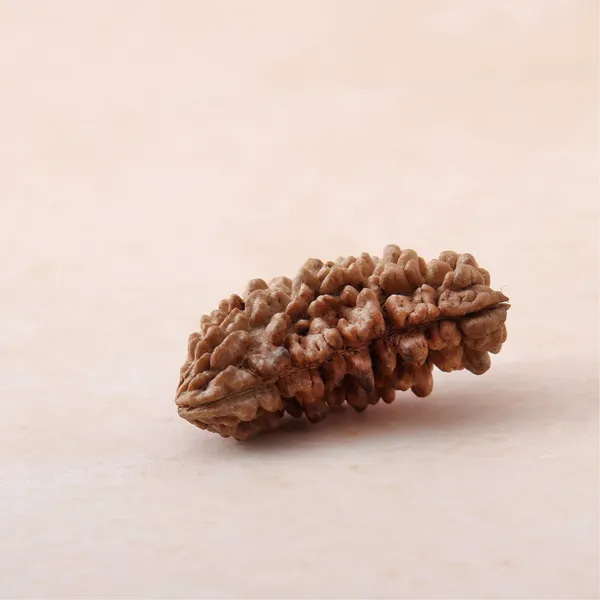 Siddh_1_Mukhi_Rudraksha_Energized_Spiritual_Bead_Nepal_Default_Title