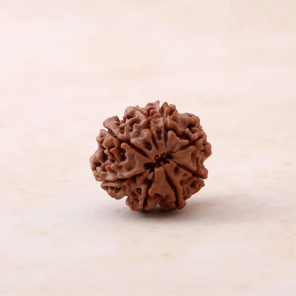 Siddh_8_Mukhi_Rudraksha_Energized_Sacred_Prayer_Bead_Nepal_Default_Title