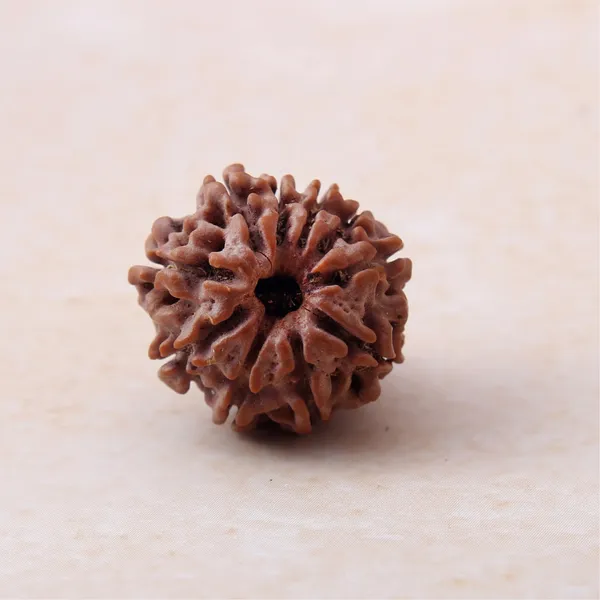 Siddh_10_Mukhi_Rudraksha_Energized_Sacred_Prayer_Bead_Nepal_Default_Title