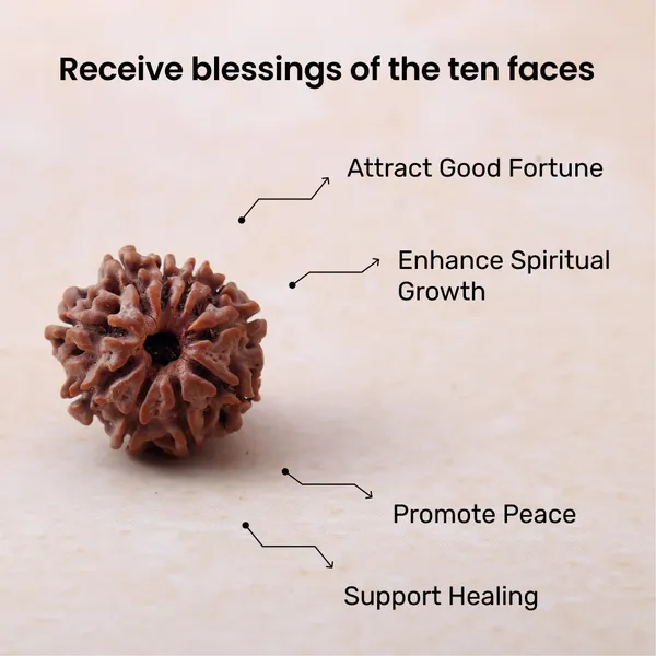 Siddh_10_Mukhi_Rudraksha_Energized_Sacred_Prayer_Bead_Nepal_Default_Title