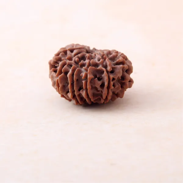 Siddh_11_Mukhi_Rudraksha_Energized_Sacred_Prayer_Bead_Nepal_Default_Title
