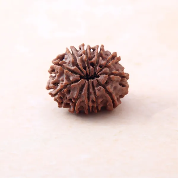 Siddh_11_Mukhi_Rudraksha_Energized_Sacred_Prayer_Bead_Nepal_Default_Title