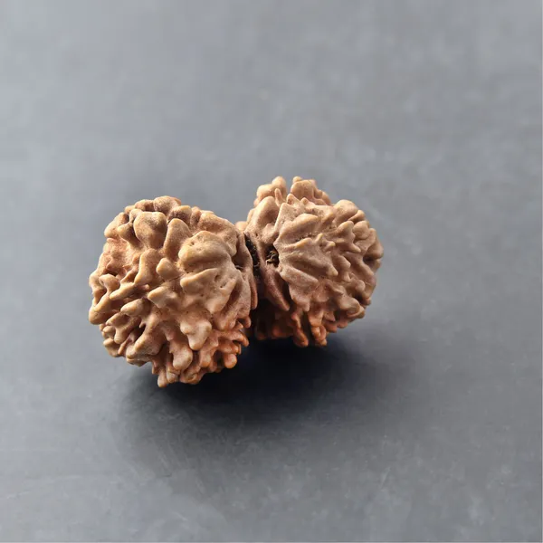Siddh_Gauri_Shankar_Rudraksha_Energized_Sacred_Twin_Bead_Indonesia_Default_Title