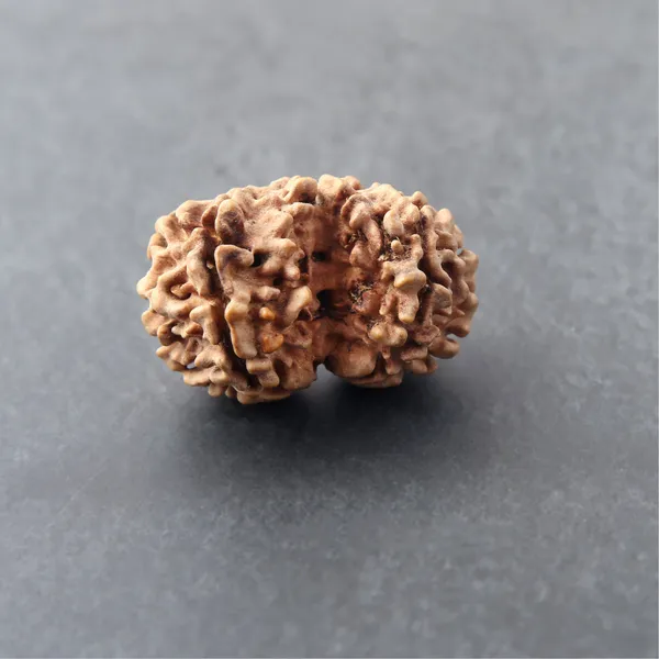 Siddh_Gauri_Shankar_Rudraksha_Energized_Sacred_Twin_Bead_Indonesia_Default_Title