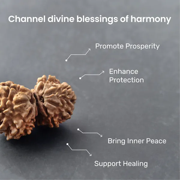 Siddh_Gauri_Shankar_Rudraksha_Energized_Sacred_Twin_Bead_Indonesia_Default_Title