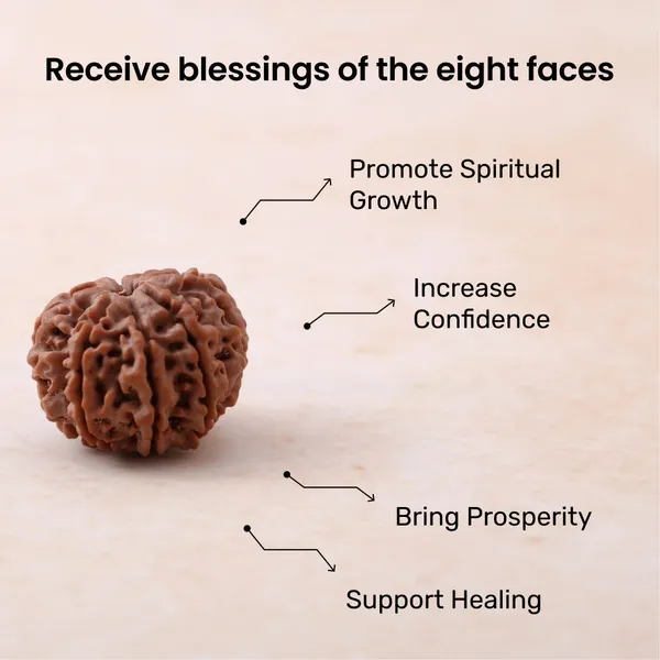 Siddh_8_Mukhi_Rudraksha_Energized_Sacred_Prayer_Bead_Indonesia_Default_Title