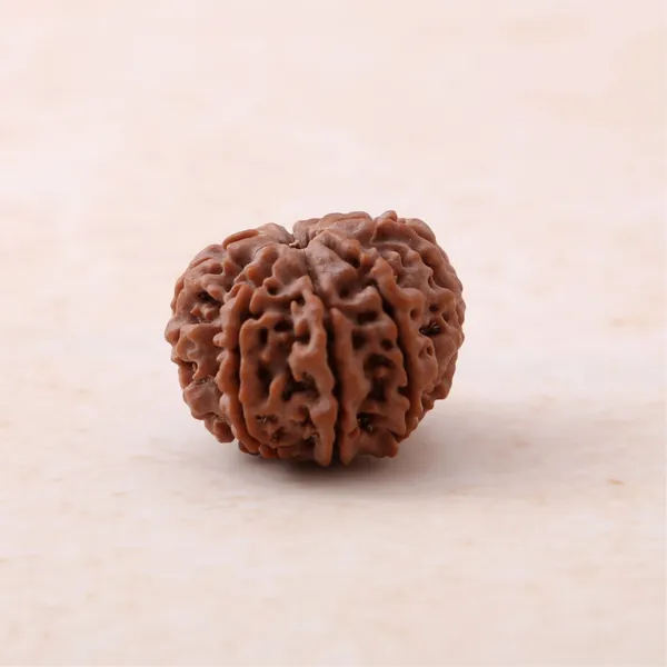 Siddh_8_Mukhi_Rudraksha_Energized_Sacred_Prayer_Bead_Indonesia_Default_Title