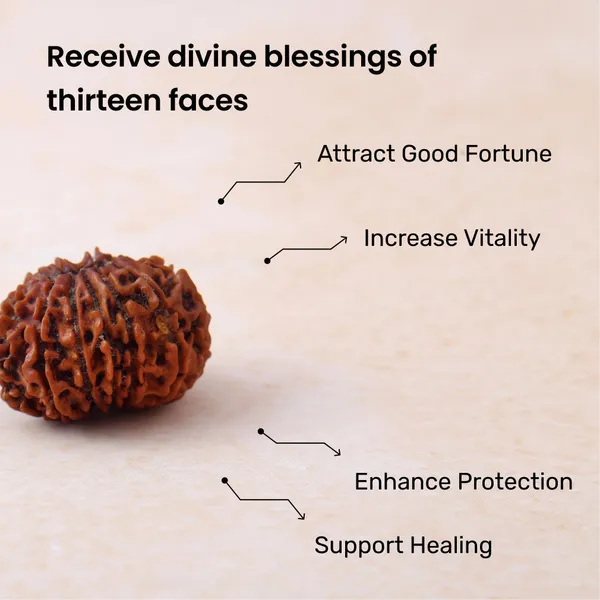 13_Mukhi_Rudraksha_Bead_Siddh_Energized_Sacred_Seed_Indonesia_Default_Title