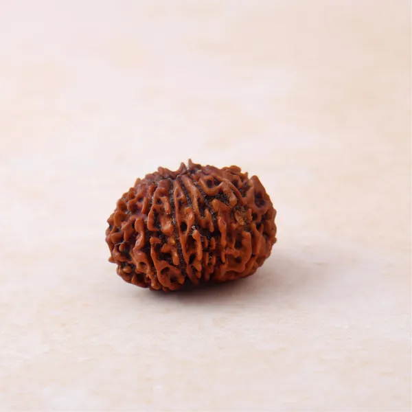 13_Mukhi_Rudraksha_Bead_Siddh_Energized_Sacred_Seed_Indonesia_Default_Title