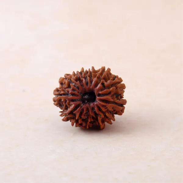 13_Mukhi_Rudraksha_Bead_Siddh_Energized_Sacred_Seed_Indonesia_Default_Title