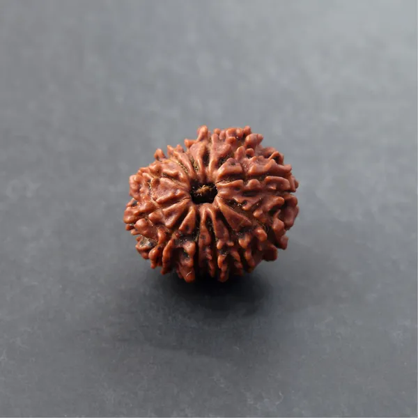 Siddh_12_Mukhi_Rudraksha_Energized_Sacred_Bead_Indonesia_Default_Title