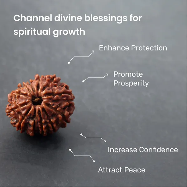 Siddh_12_Mukhi_Rudraksha_Energized_Sacred_Bead_Indonesia_Default_Title
