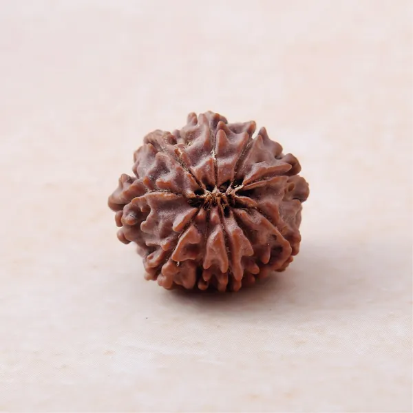 Siddh_10_Mukhi_Rudraksha_Energized_Sacred_Prayer_Bead_Indonesia_Default_Title