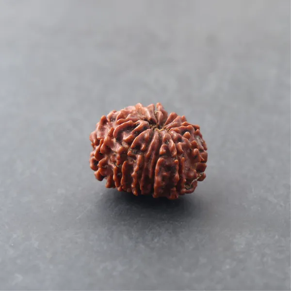 Siddh_10_Mukhi_Rudraksha_Energized_Sacred_Prayer_Bead_Indonesia_Default_Title