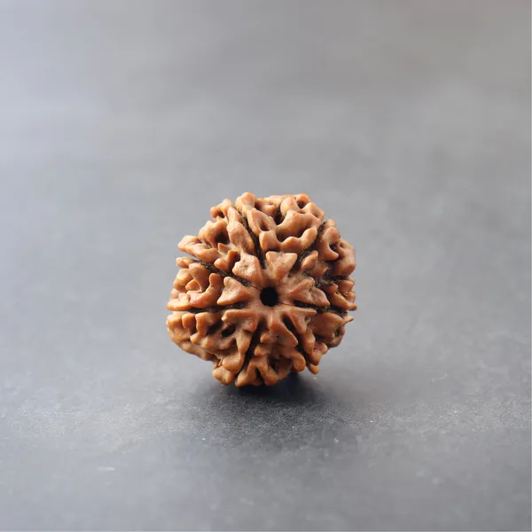 7_Mukhi_Rudraksha_Energized_Sacred_Vedic_Spiritual_Bead_Indonesia_Default_Title