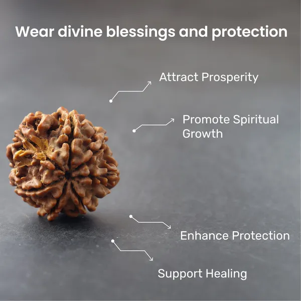 7_Mukhi_Rudraksha_Energized_Sacred_Vedic_Spiritual_Bead_Indonesia_Default_Title