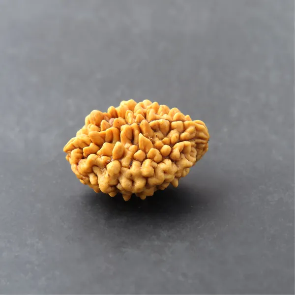 Siddh_2_Mukhi_Rudraksha_Sacred_Energized_Bead_South_Default_Title