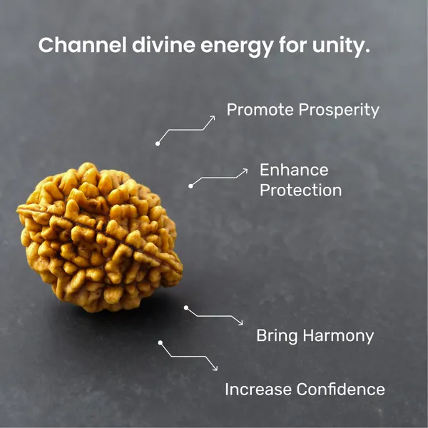 Siddh_2_Mukhi_Rudraksha_Sacred_Energized_Bead_South_Default_Title