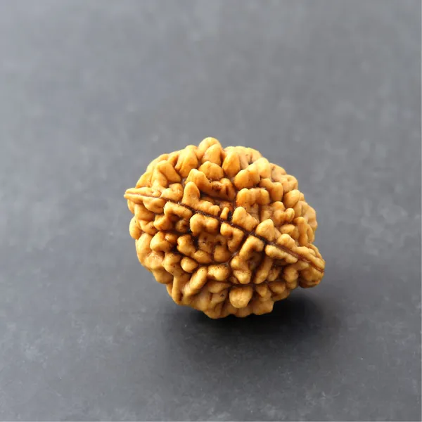 Siddh_2_Mukhi_Rudraksha_Sacred_Energized_Bead_South_Default_Title