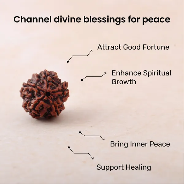 5_Mukhi_Rudraksha_Sacred_Spiritual_Bead_Indonesia_Default_Title