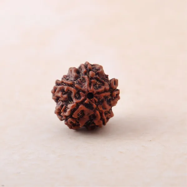 5_Mukhi_Rudraksha_Sacred_Spiritual_Bead_Indonesia_Default_Title