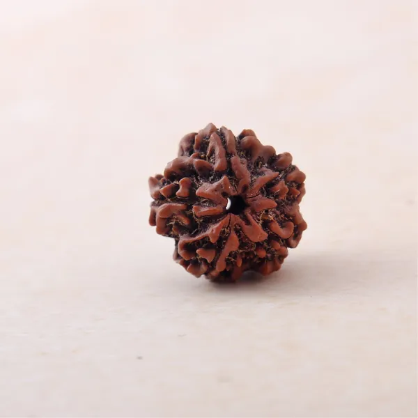 5_Mukhi_Rudraksha_Sacred_Spiritual_Bead_Indonesia_Default_Title